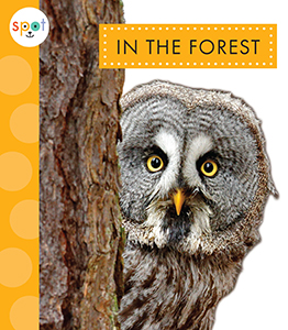Cover Art for In the Forest