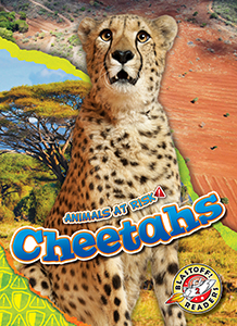 Cover Art for Cheetahs