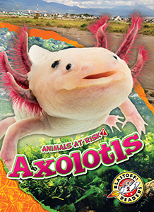 Cover Art for Axolotls