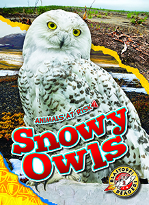 Cover Art for Snowy Owls