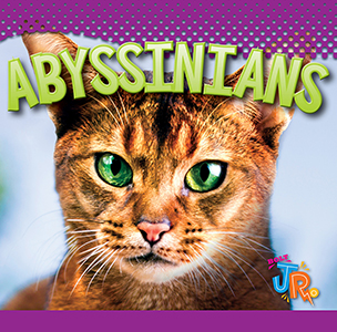 Cover Art for Abyssinians
