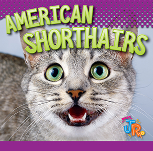 Cover Art for American Shorthairs