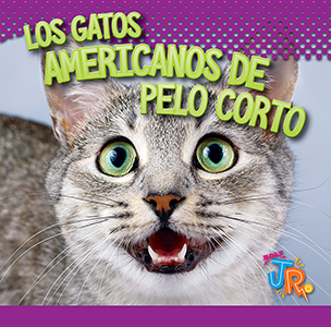 Cover Art for Los Gatos Americanos De Pelo Corto