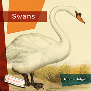 Cover Art for Swans
