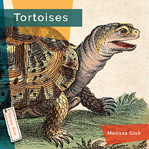 Cover Art for Tortoises