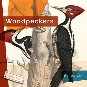 Cover Art for Woodpeckers