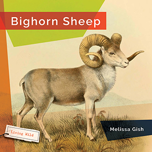 Cover Art for Bighorn Sheep