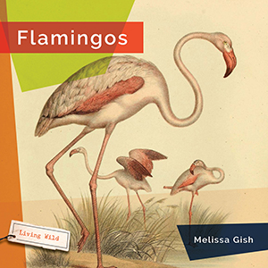Cover Art for Flamingos