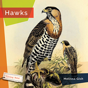 Cover Art for Hawks