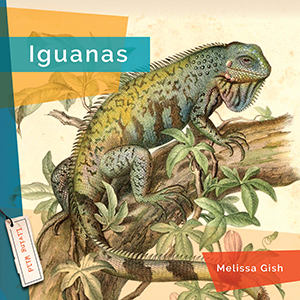 Cover Art for Iguanas