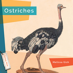 Cover Art for Ostriches
