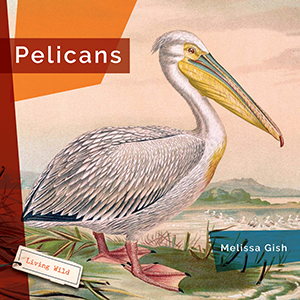 Cover Art for Pelicans