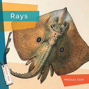 Cover Art for Rays