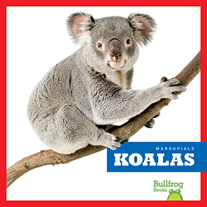 Cover Art for Koalas