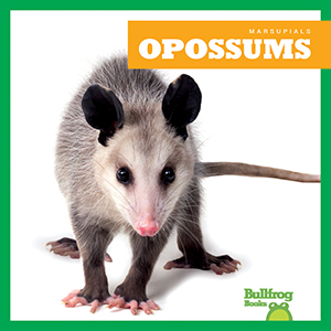 Cover Art for Opossums