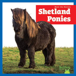 Cover Art for Shetland Ponies