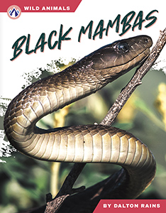 Cover Art for Black Mambas